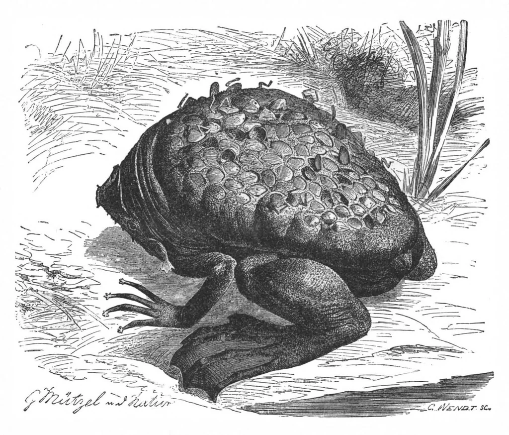 An illustration from Scientific American, Vol. 67, No. 14 (1892), 1892, leaf 10