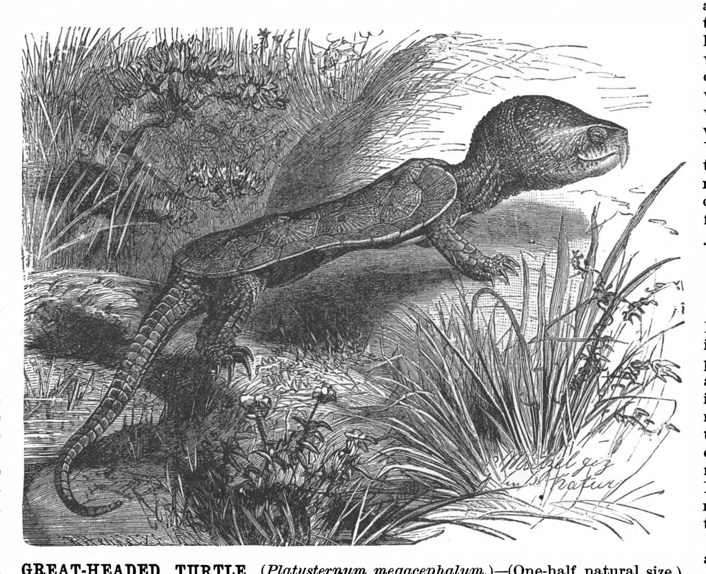 An illustration from Scientific American, Vol. 67, No. 15 (1892), 1892, leaf 10