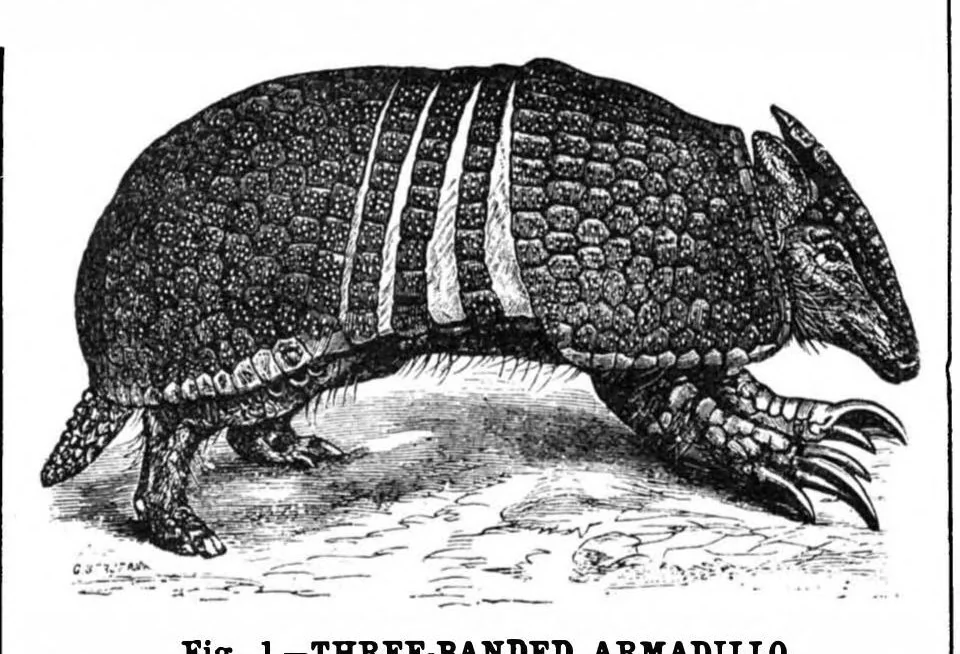 An illustration from Scientific American, Vol. 68, No. 5 (1893), 1893, leaf 10