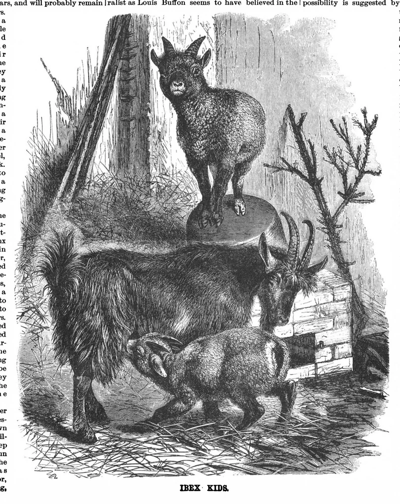 An illustration from Scientific American, Vol. 68, No. 8 (1893), 1893, leaf 10