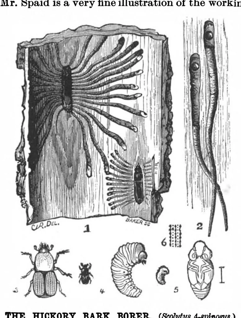 An illustration from Scientific American, Vol. 68, No. 10 (1893), 1893, leaf 3