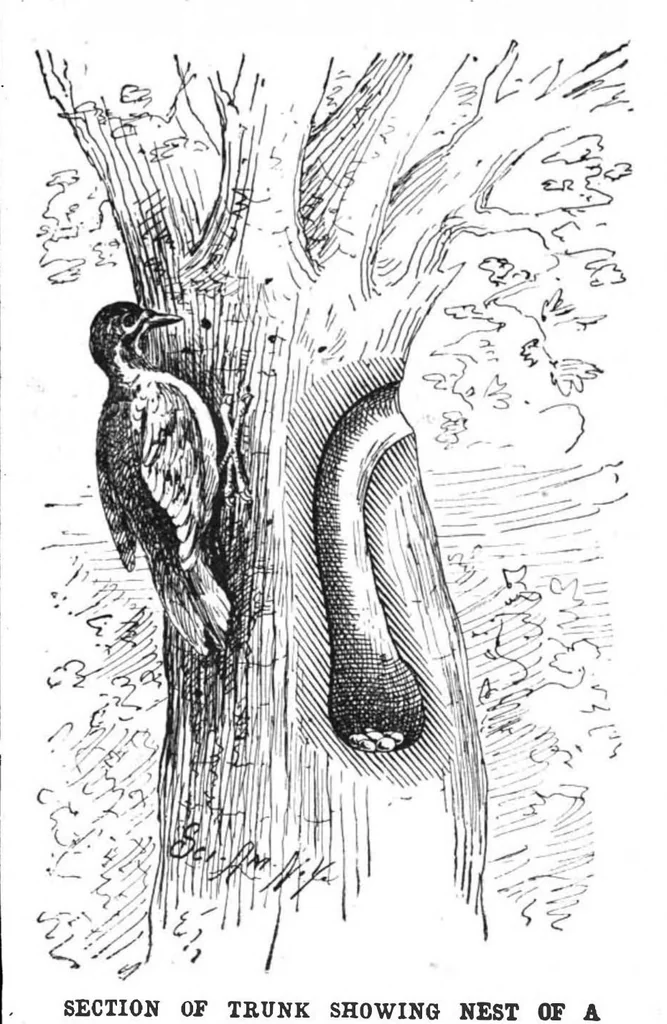 An illustration from Scientific American, Vol. 68, No. 14 (1893), 1893, leaf 9
