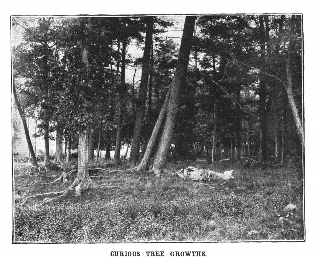 An illustration from Scientific American, Vol. 68, No. 19 (1893), 1893, leaf 4