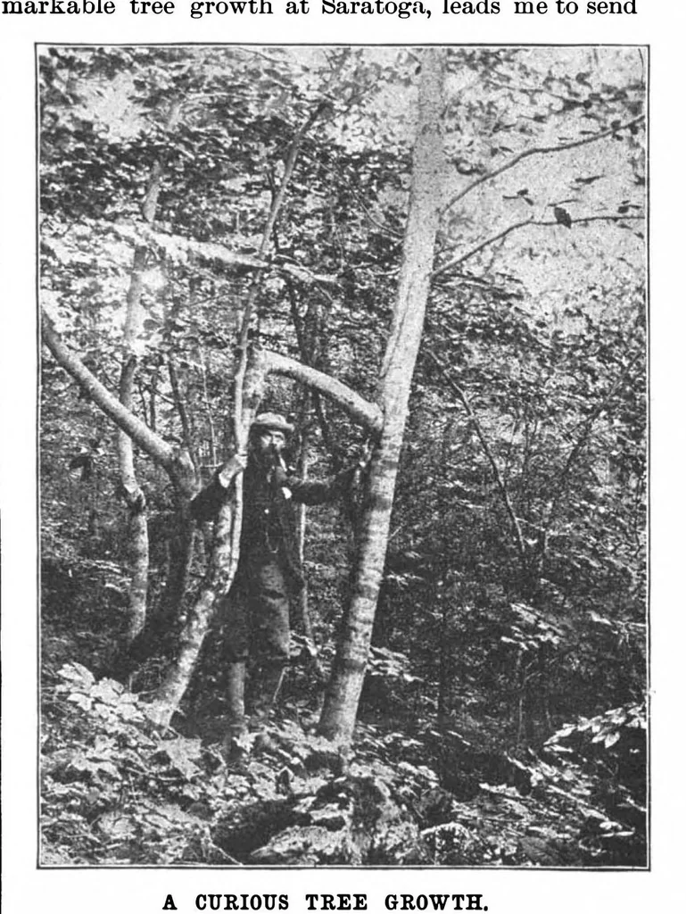 An illustration from Scientific American, Vol. 68, No. 25 (1893), 1893, leaf 5