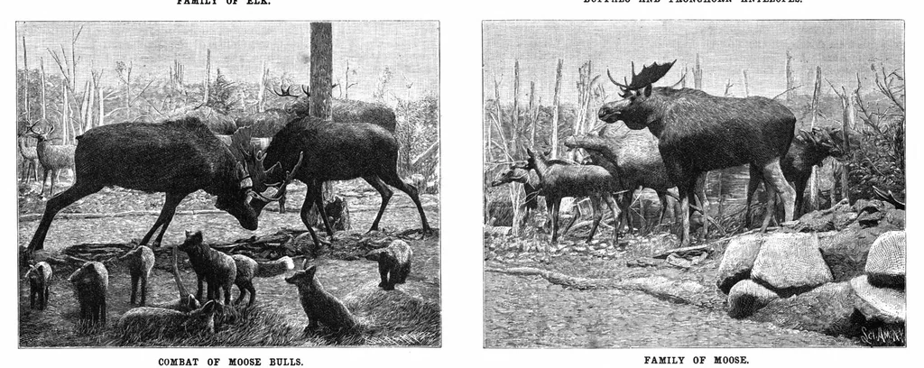 An illustration from Scientific American, Vol. 69, No. 3 (1893), 1893, leaf 8
