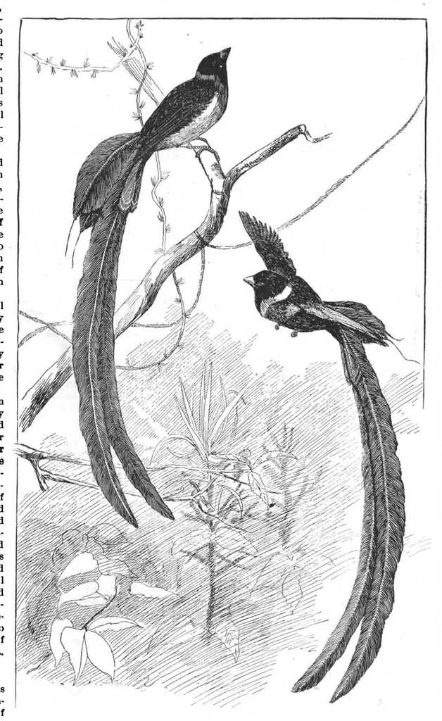 An illustration from Scientific American, Vol. 70, No. 1 (1894), 1894, leaf 10