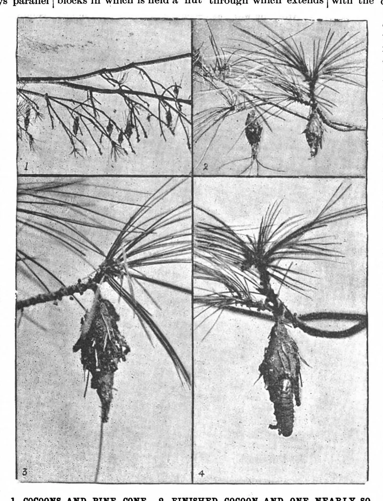 An illustration from Scientific American, Vol. 70, No. 3 (1894), 1894, leaf 10