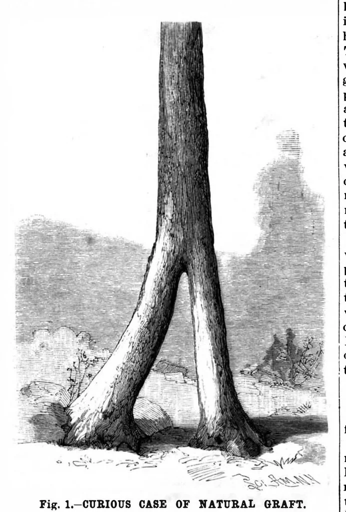 An illustration from Scientific American, Vol. 70, No. 6 (1894), 1894, leaf 8