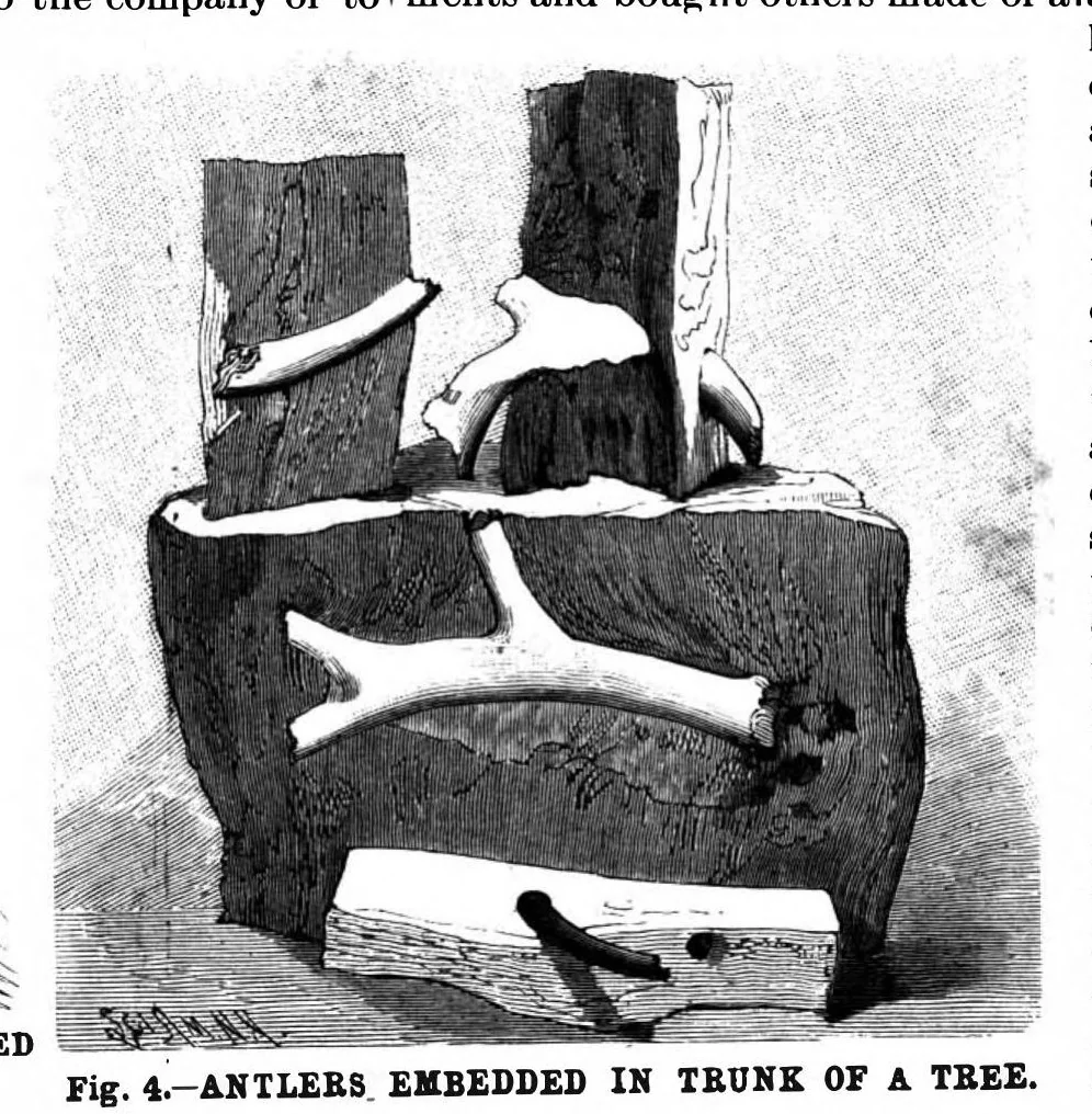 An illustration from Scientific American, Vol. 70, No. 6 (1894), 1894, leaf 8