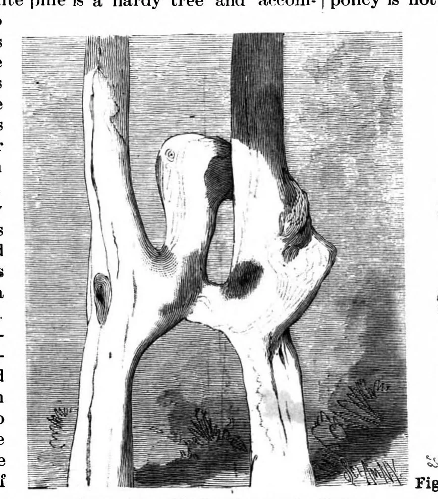 An illustration from Scientific American, Vol. 70, No. 6 (1894), 1894, leaf 8