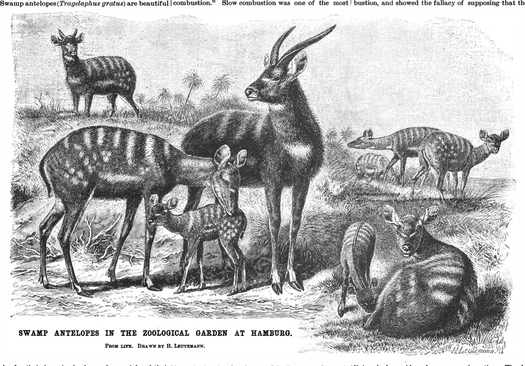 An illustration from Scientific American, Vol. 70, No. 9 (1894), 1894, leaf 10
