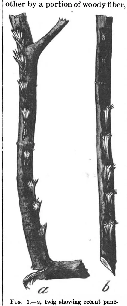 An illustration from Scientific American, Vol. 70, No. 24 (1894), 1894, leaf 9