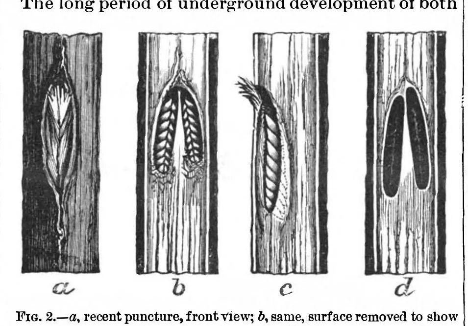 An illustration from Scientific American, Vol. 70, No. 24 (1894), 1894, leaf 9