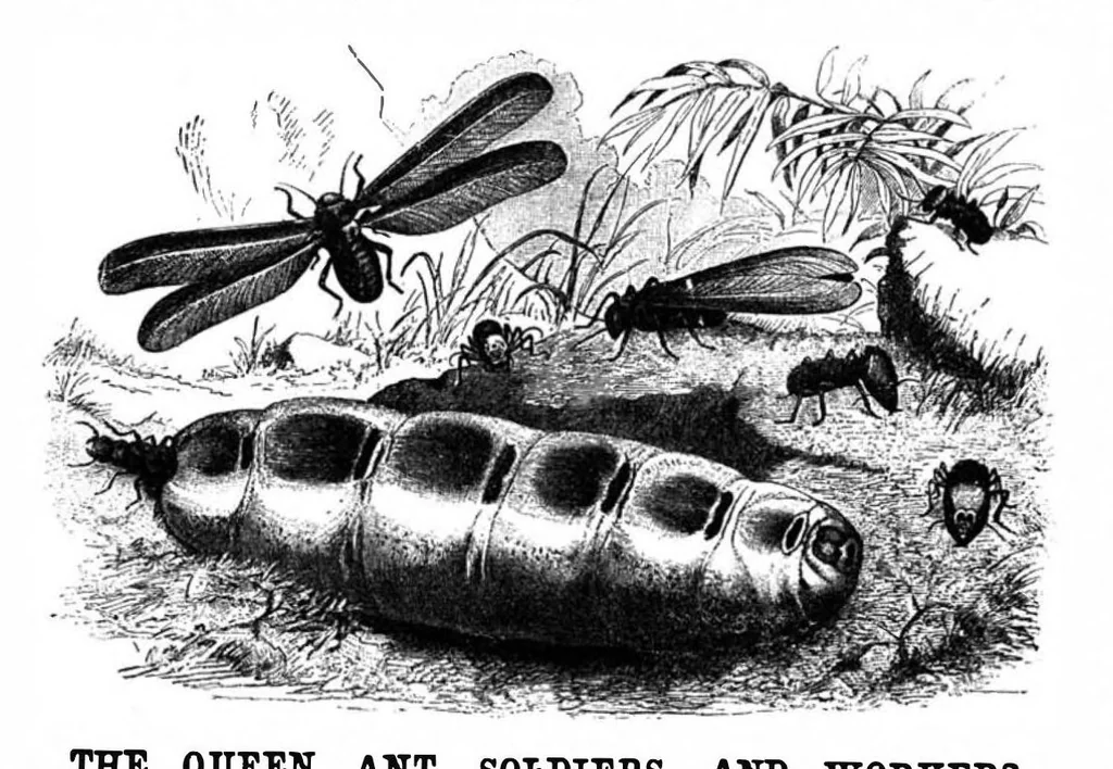 An illustration from Scientific American, Vol. 71, No. 1 (1894), 1894, leaf 8