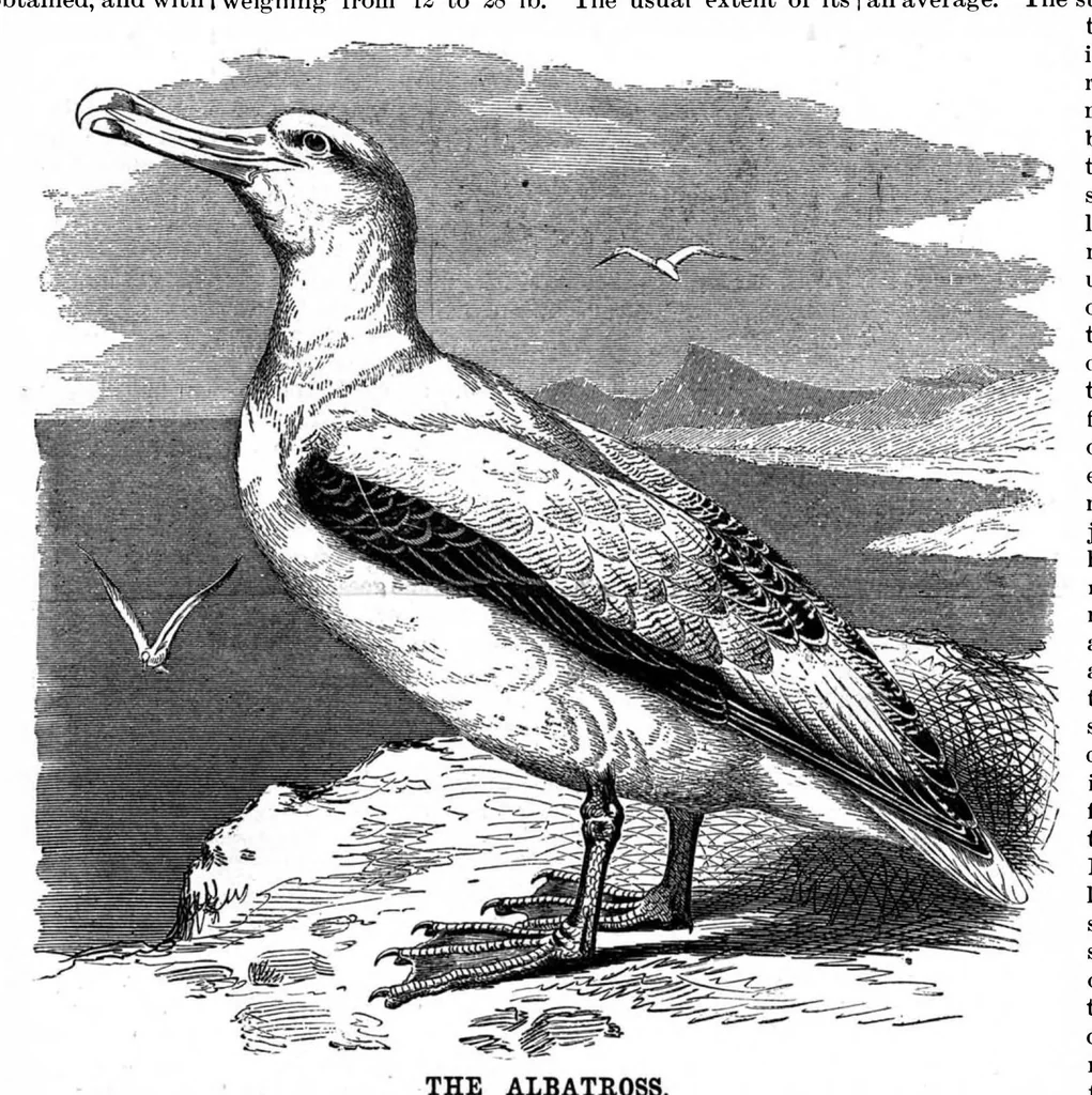 An illustration from Scientific American, Vol. 71, No. 3 (1894), 1894, leaf 10