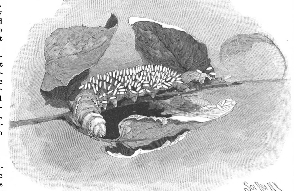 An illustration from Scientific American, Vol. 71, No. 12 (1894), 1894, leaf 8