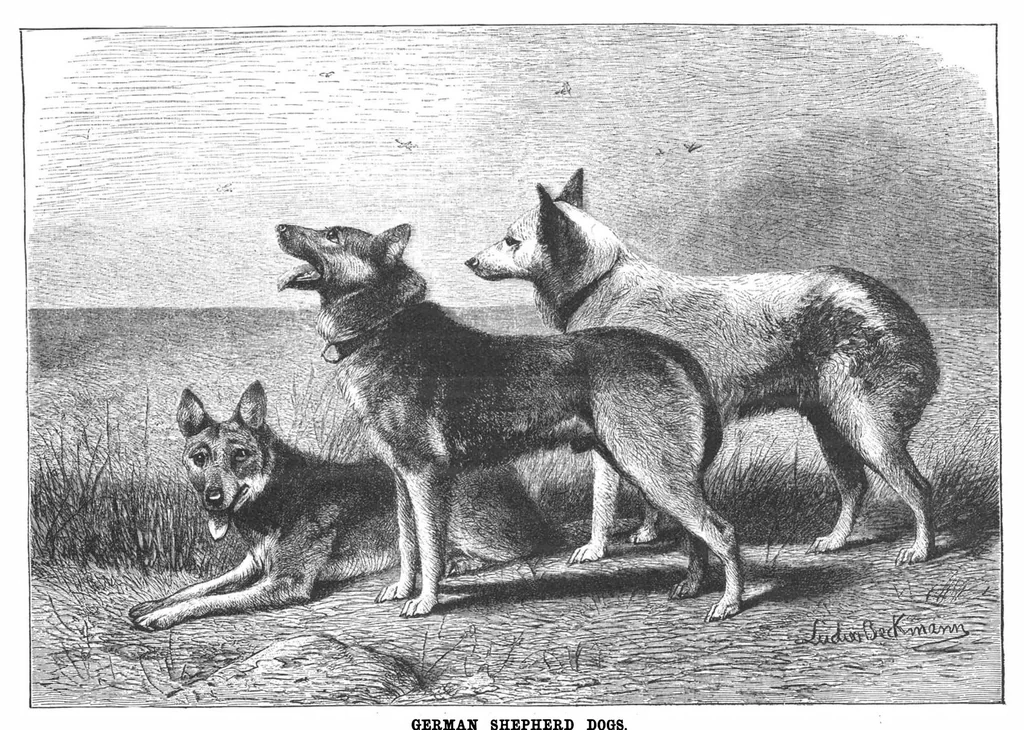 An illustration from Scientific American, Vol. 71, No. 15 (1894), 1894, leaf 7