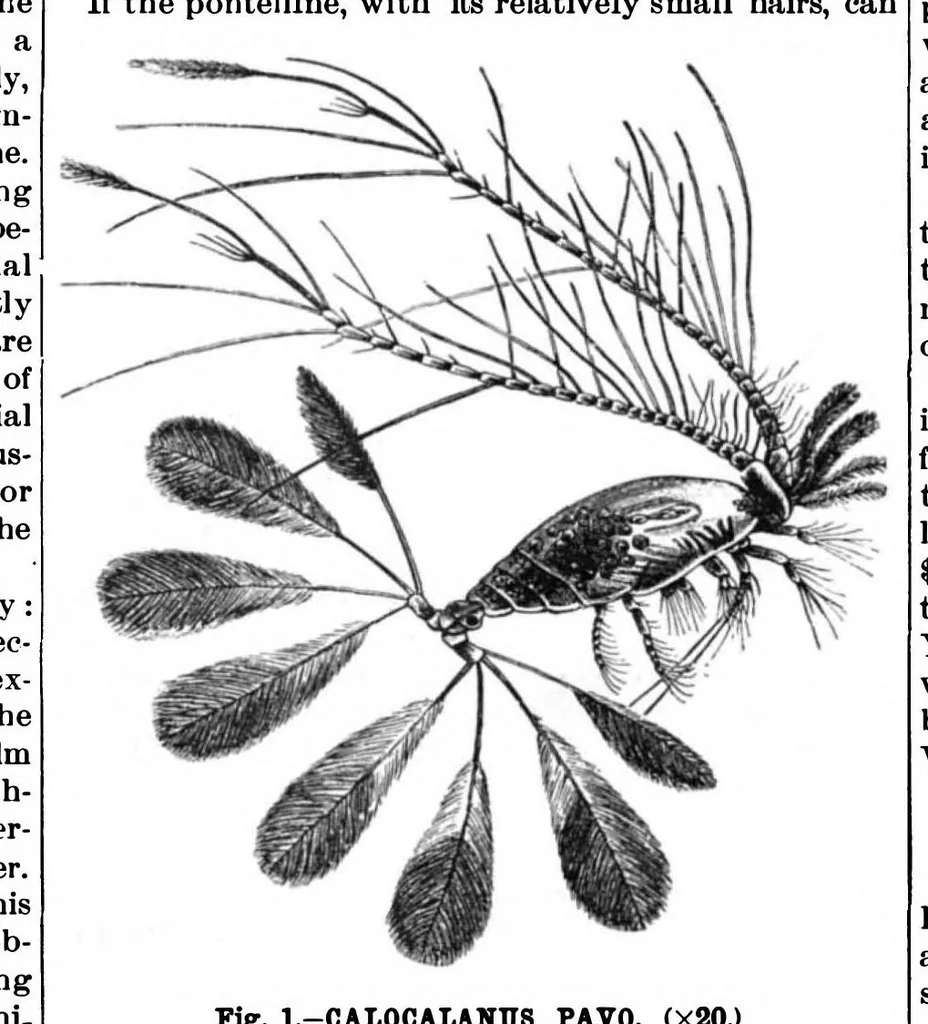 An illustration from Scientific American, Vol. 72, No. 22 (1895), 1895, leaf 10