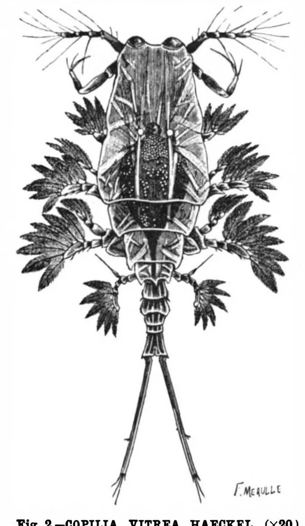 An illustration from Scientific American, Vol. 72, No. 22 (1895), 1895, leaf 10