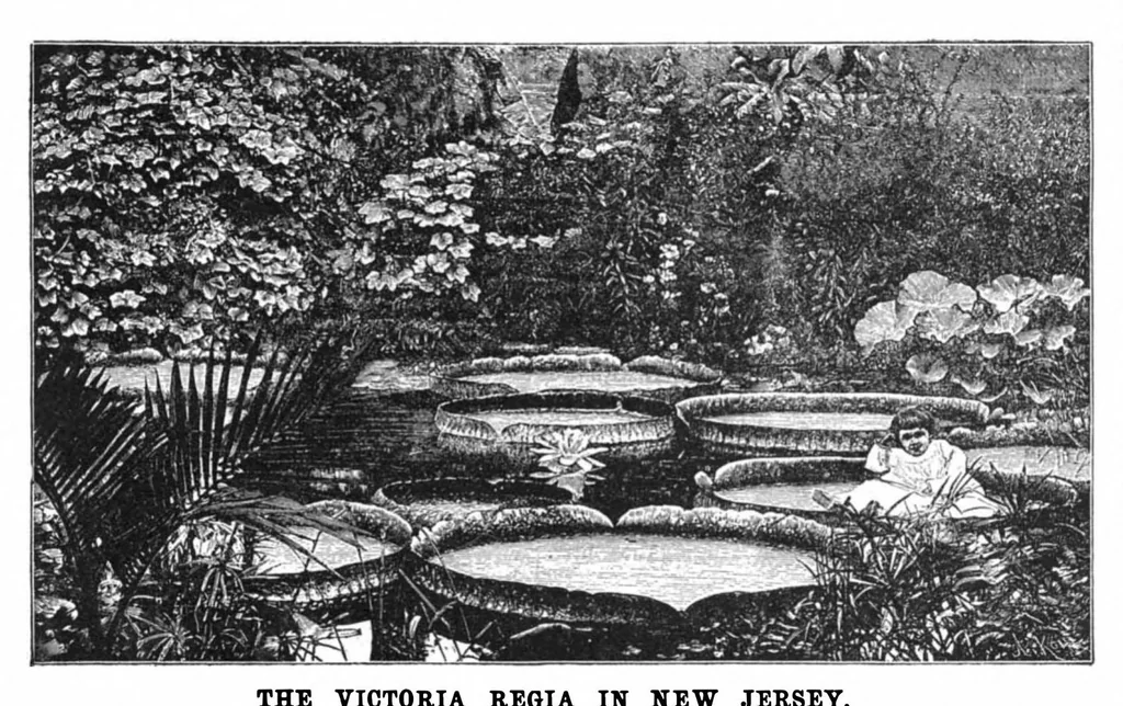 An illustration from Scientific American, Vol. 72, No. 23 (1895), 1895, leaf 8