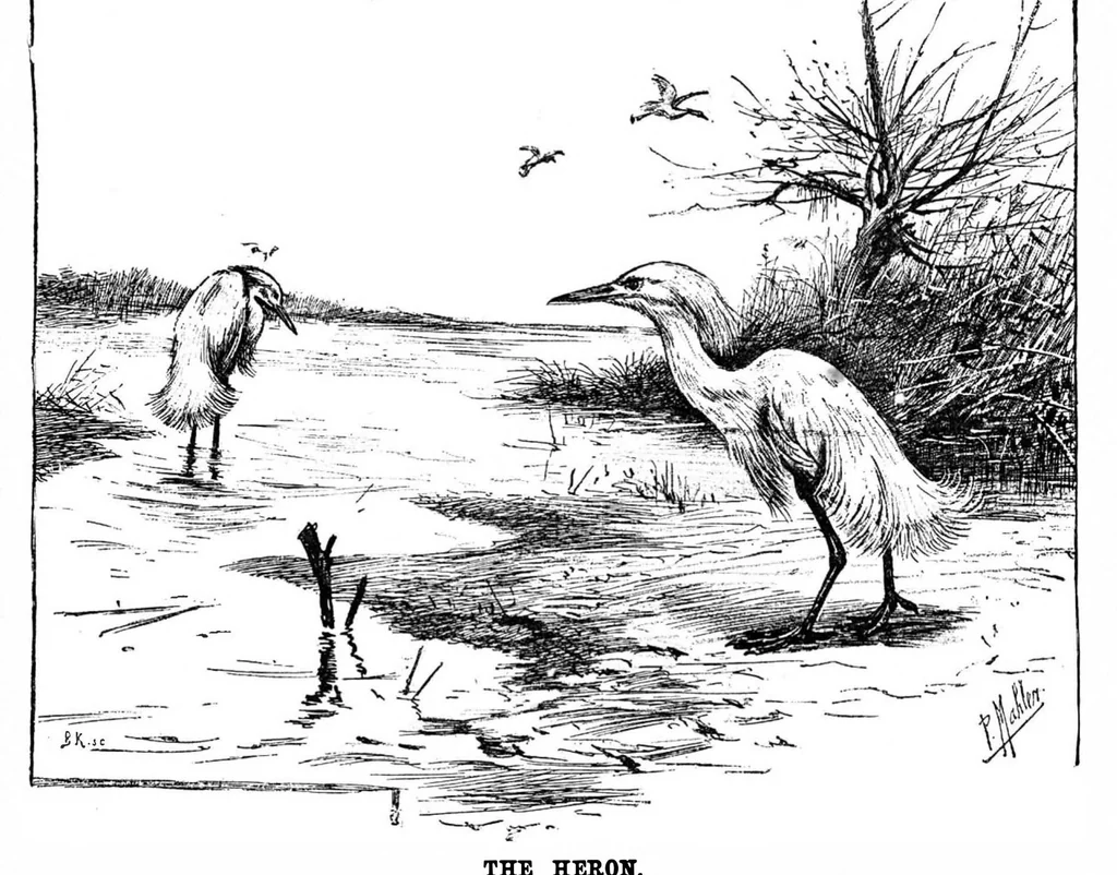 An illustration from Scientific American, Vol. 73, No. 2 (1895), 1895, leaf 10