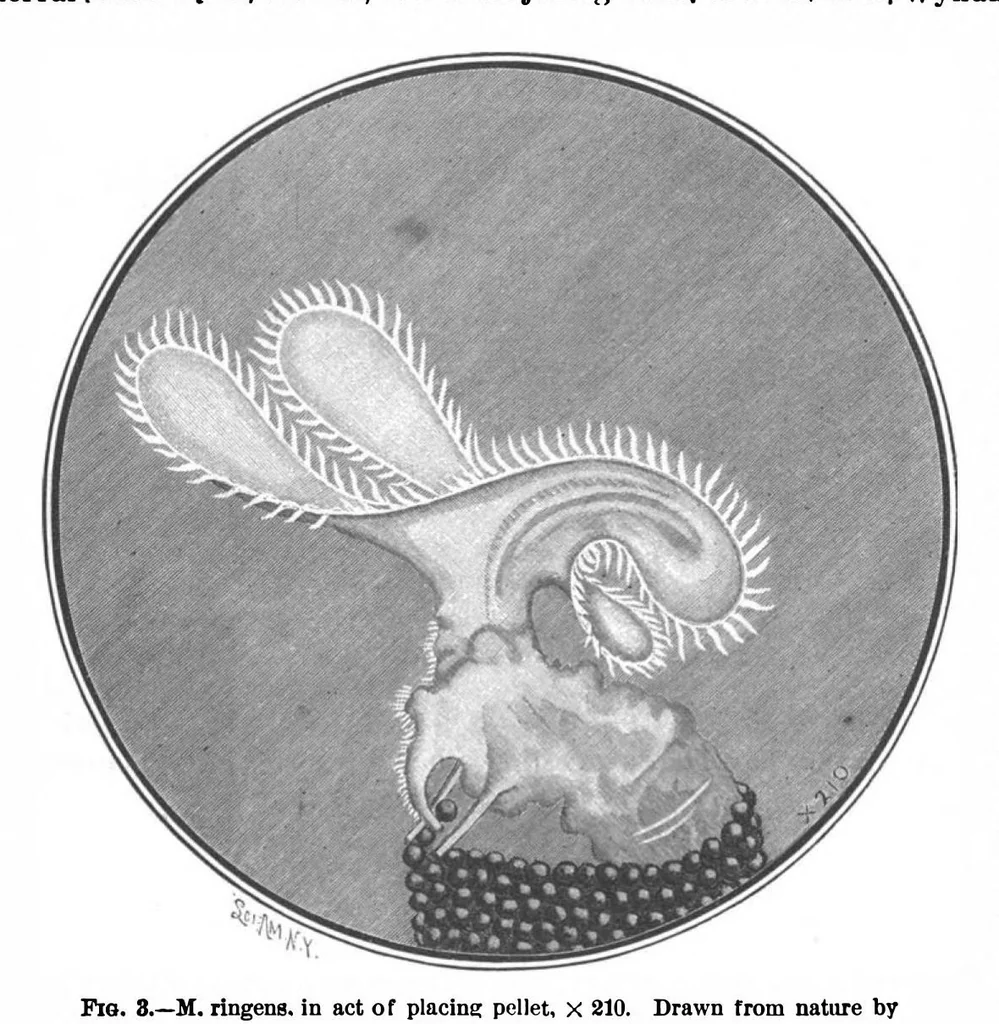 An illustration from Scientific American, Vol. 73, No. 6 (1895), 1895, leaf 10