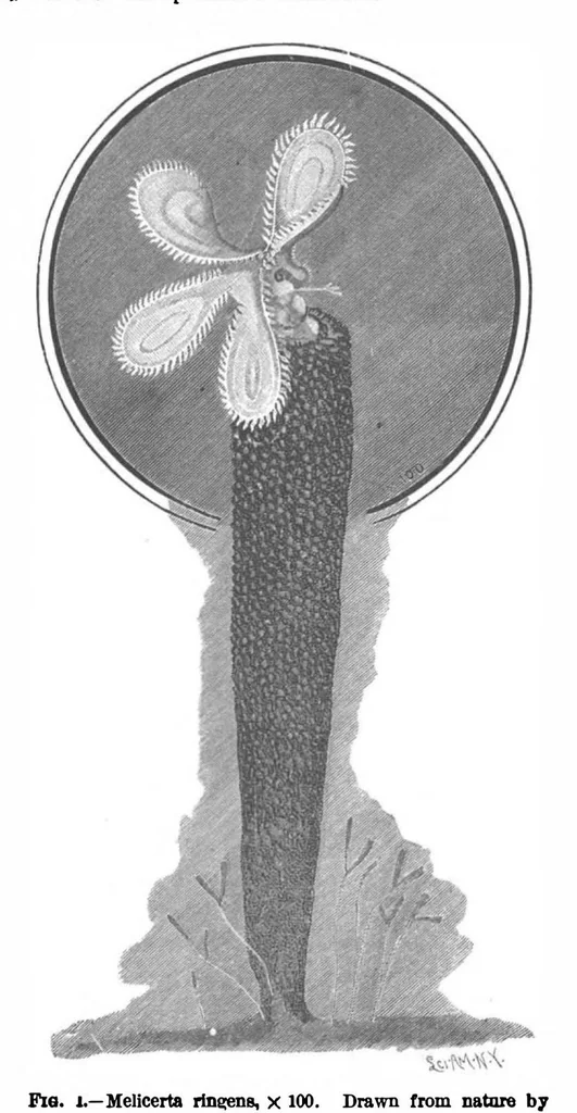 An illustration from Scientific American, Vol. 73, No. 6 (1895), 1895, leaf 10