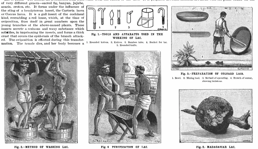 An illustration from Scientific American, Vol. 73, No. 20 (1895), 1895, leaf 4