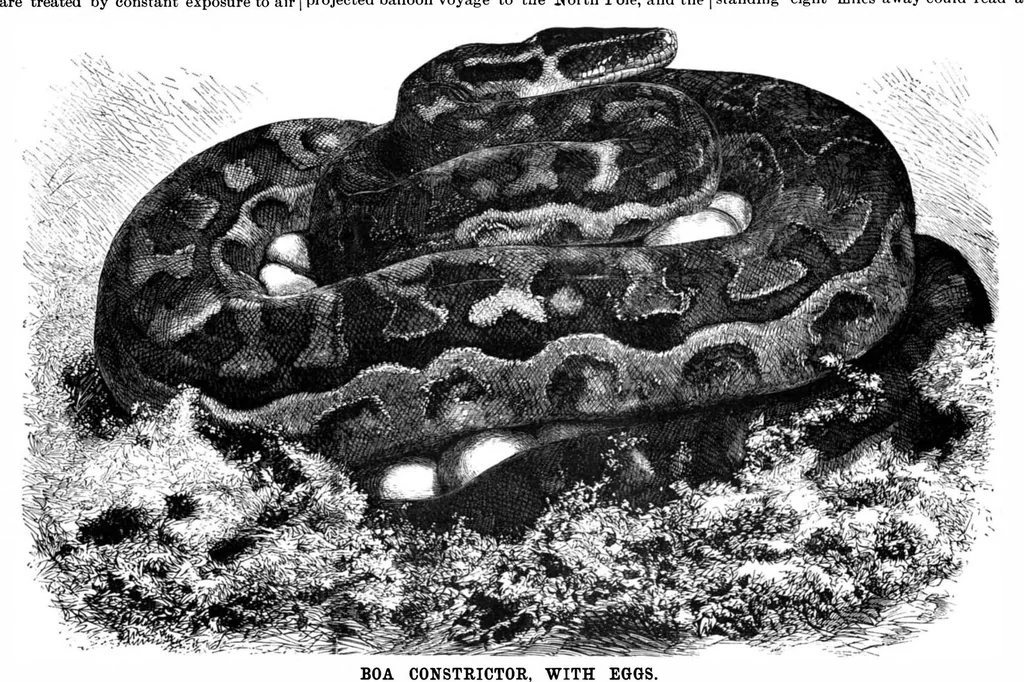 An illustration from Scientific American, Vol. 74, No. 9 (1896), 1896, leaf 10