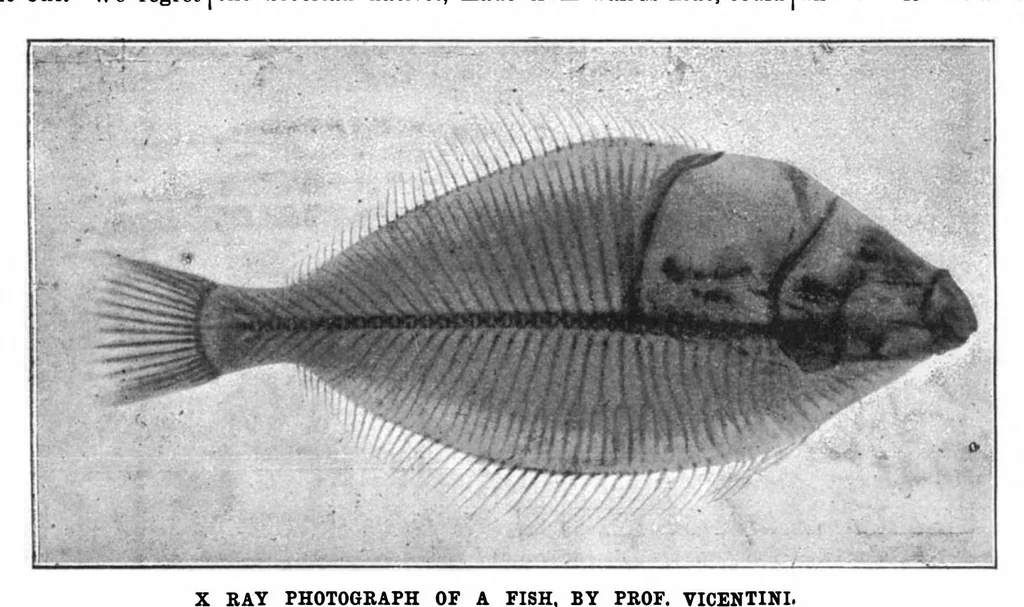 An illustration from Scientific American, Vol. 74, No. 12 (1896), 1896, leaf 7