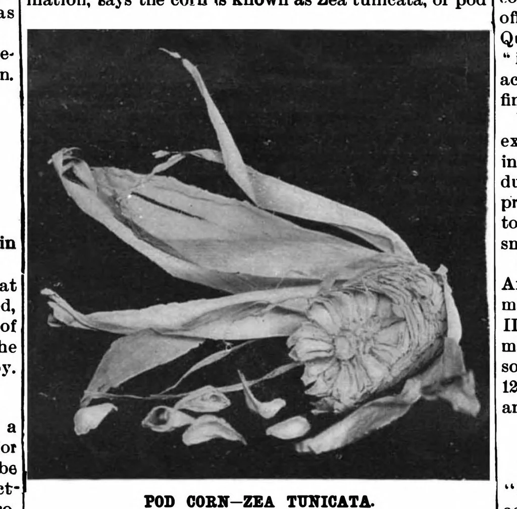 An illustration from Scientific American, Vol. 74, No. 16 (1896), 1896, leaf 9