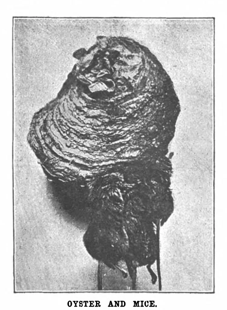 An illustration from Scientific American, Vol. 74, No. 21 (1896), 1896, leaf 5