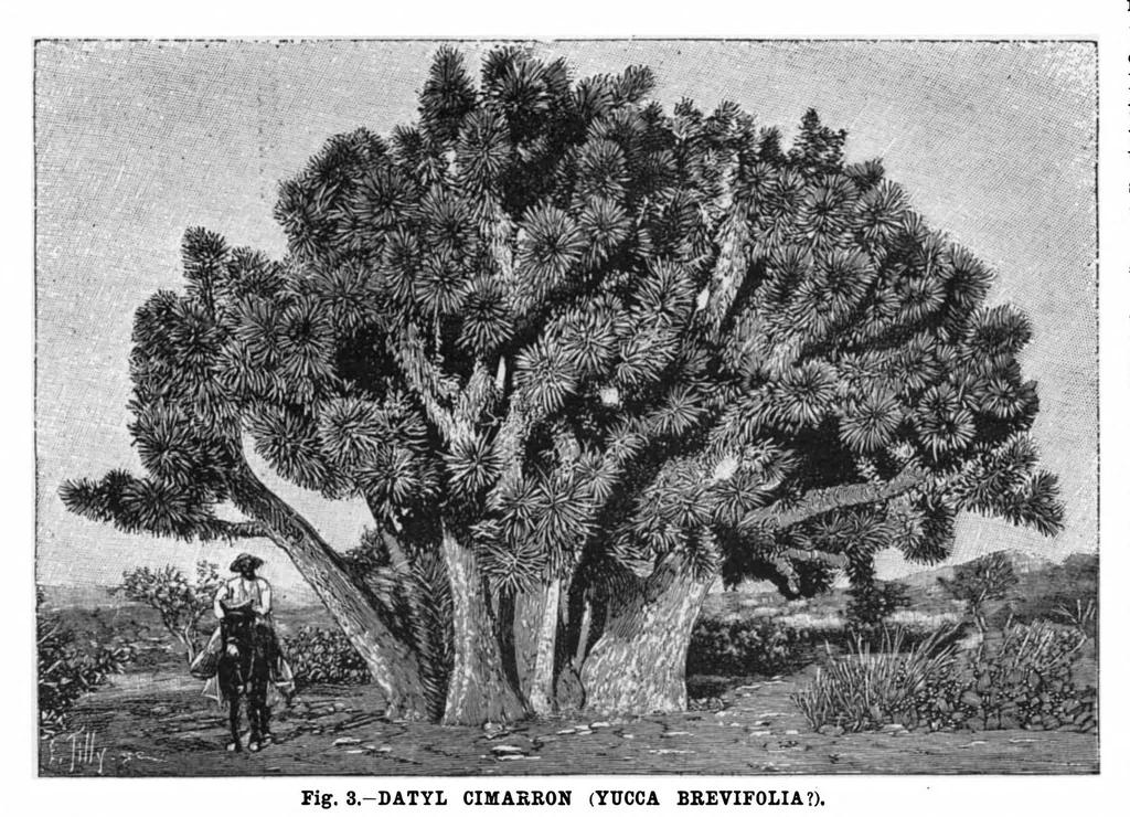 An illustration from Scientific American, Vol. 75, No. 1 (1896), 1896, leaf 10