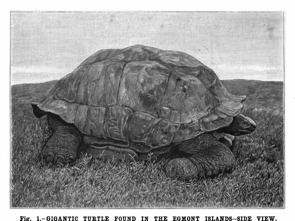 An illustration from Scientific American, Vol. 75, No. 1 (1896), 1896, leaf 8
