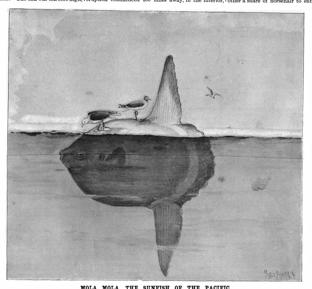 An illustration from Scientific American, Vol. 75, No. 22 (1896), 1896, leaf 10