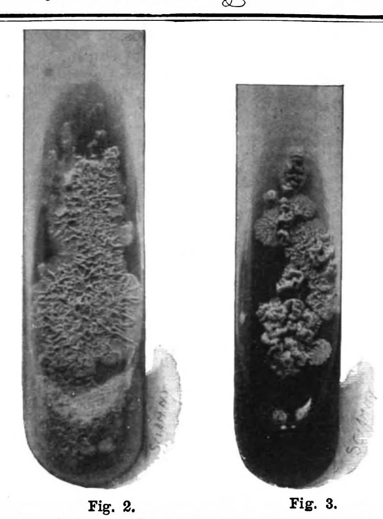 An illustration from Scientific American, Vol. 76, No. 10 (1897), 1897, leaf 8