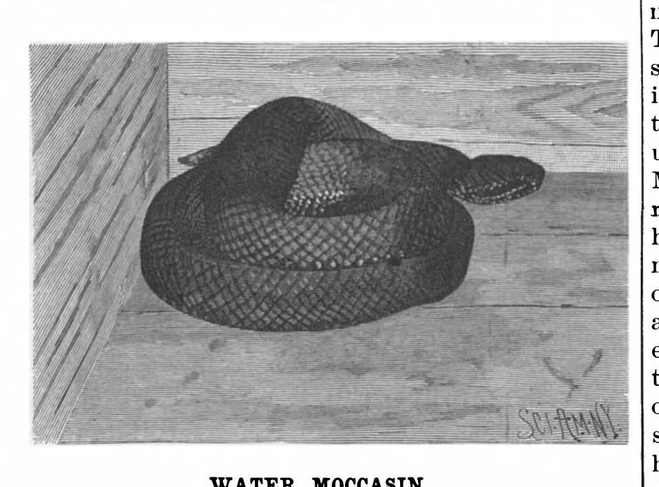 An illustration from Scientific American, Vol. 76, No. 13 (1897), 1897, leaf 8