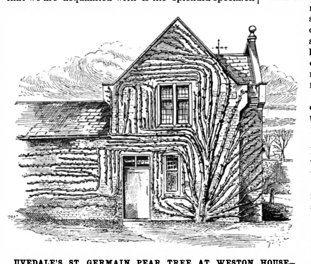 An illustration from Scientific American, Vol. 77, No. 2 (1897), 1897, leaf 4