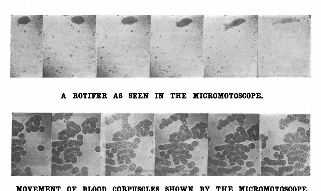 An illustration from Scientific American, Vol. 77, No. 5 (1897), 1897, leaf 10