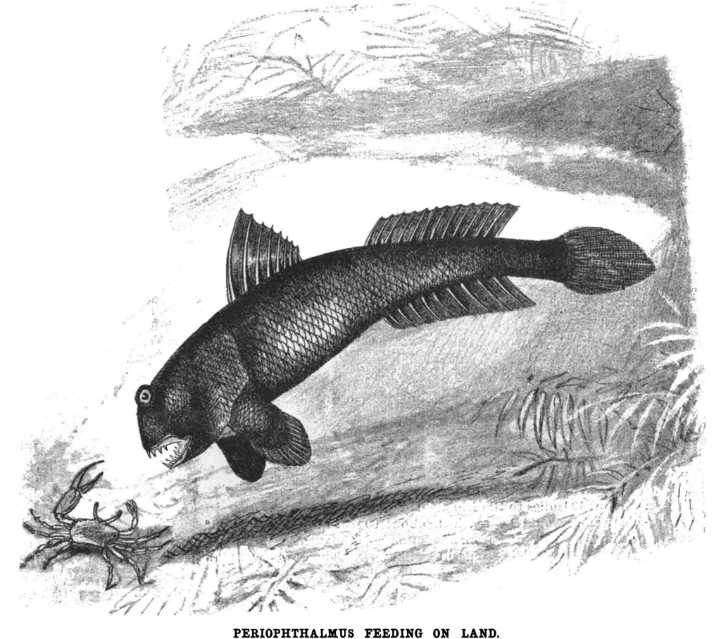 An illustration from Scientific American, Vol. 78, No. 2 (1898), 1898, leaf 8