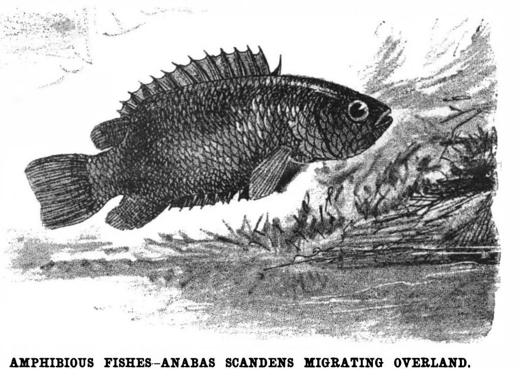 An illustration from Scientific American, Vol. 78, No. 2 (1898), 1898, leaf 9