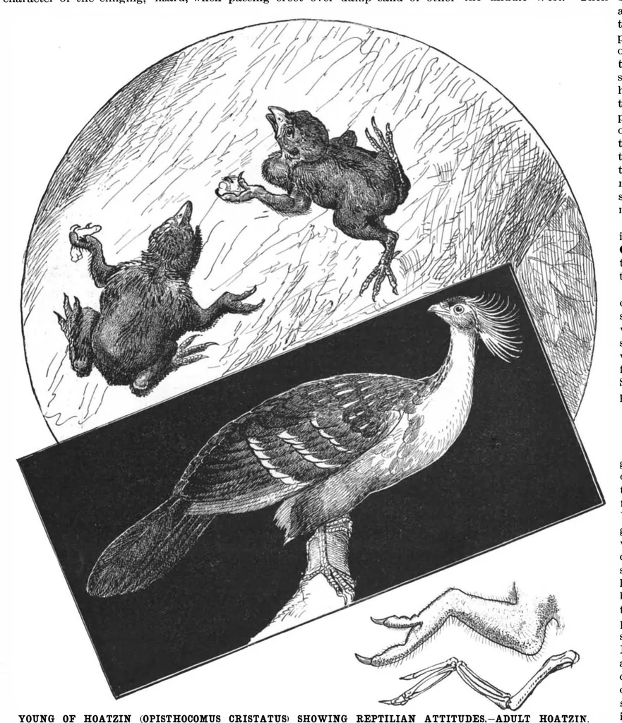 An illustration from Scientific American, Vol. 78, No. 8 (1898), 1898, leaf 4