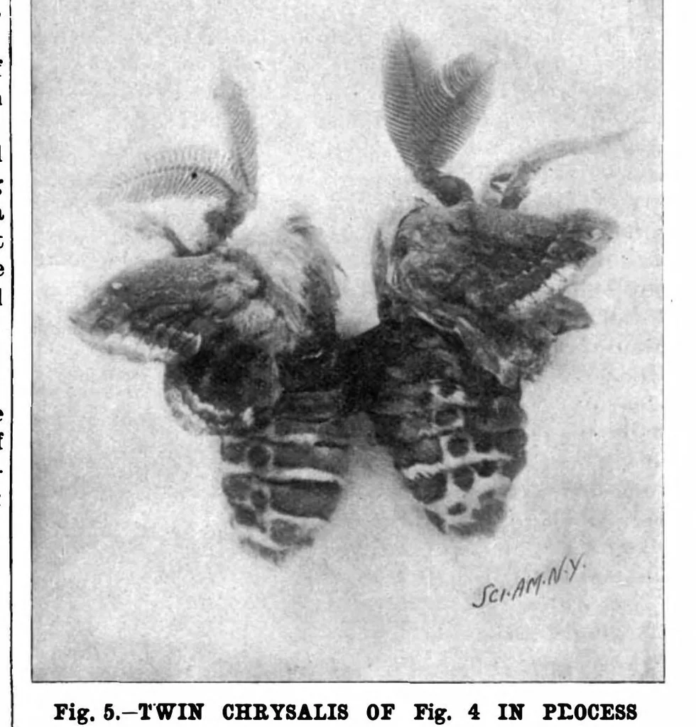 An illustration from Scientific American, Vol. 78, No. 9 (1898), 1898, leaf 6