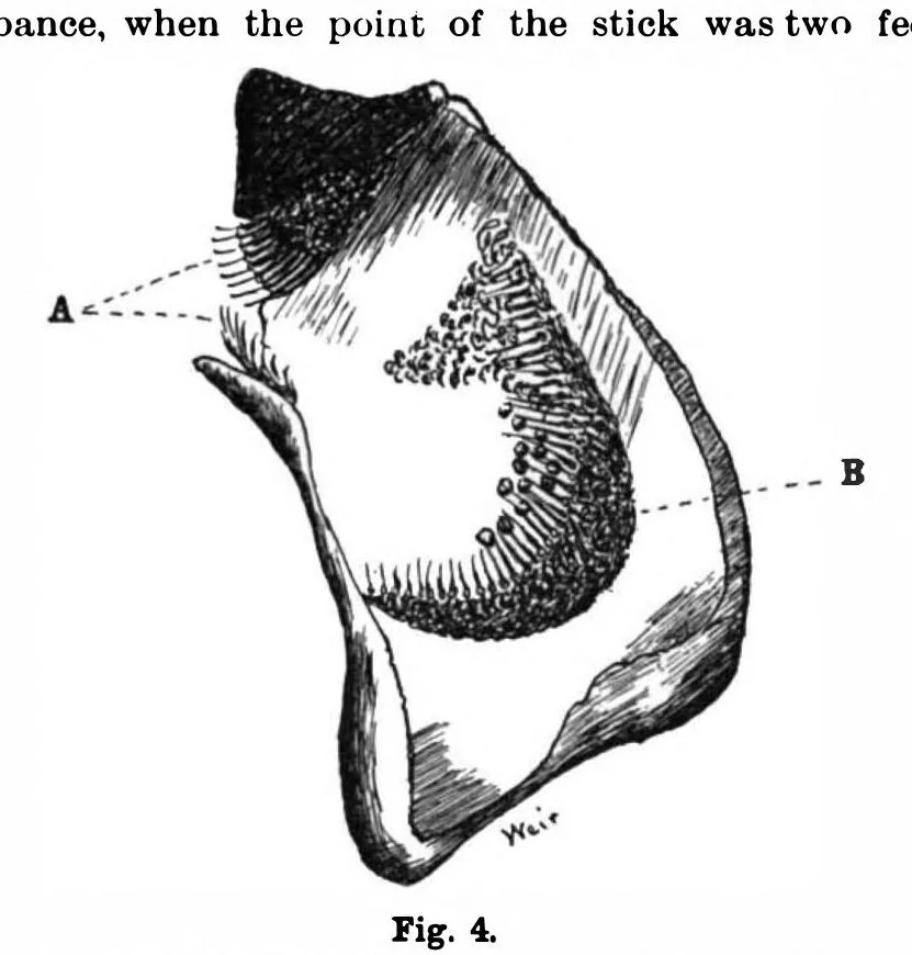 An illustration from Scientific American, Vol. 78, No. 18 (1898), 1898, leaf 9