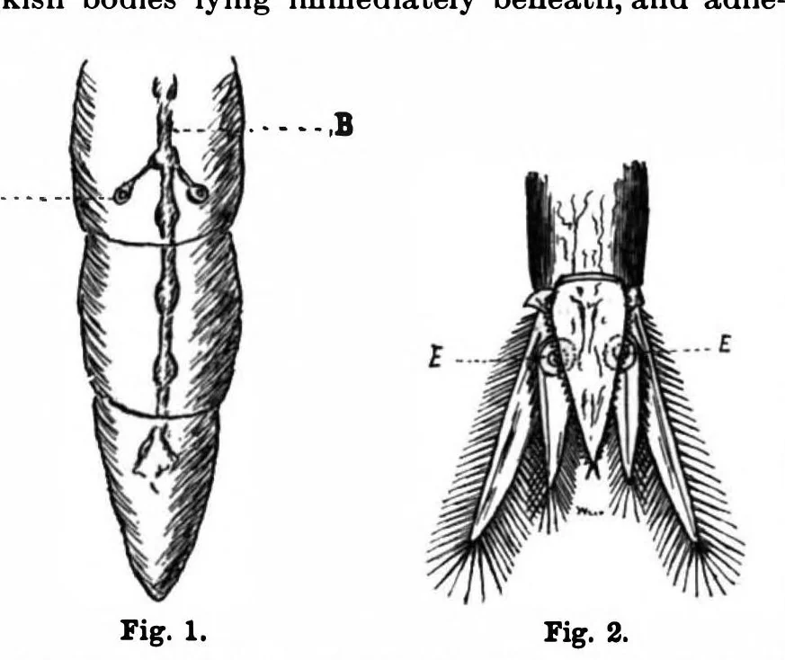 An illustration from Scientific American, Vol. 78, No. 18 (1898), 1898, leaf 9