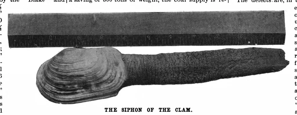An illustration from Scientific American, Vol. 79, No. 24 (1898), 1898, leaf 9