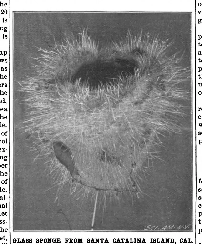 An illustration from Scientific American, Vol. 80, No. 5 (1899), 1899, leaf 10