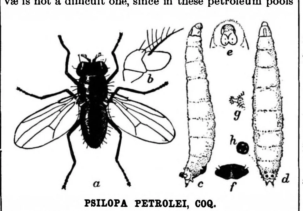 An illustration from Scientific American, Vol. 80, No. 5 (1899), 1899, leaf 11