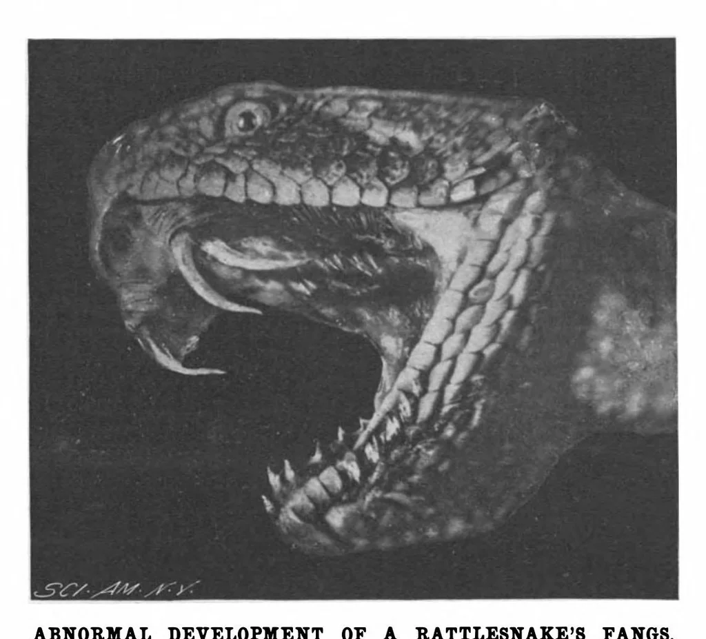 An illustration from Scientific American, Vol. 80, No. 12 (1899), 1899, leaf 8