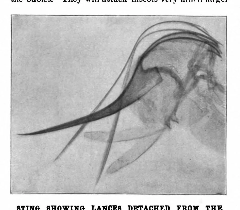 An illustration from Scientific American, Vol. 80, No. 14 (1899), 1899, leaf 10